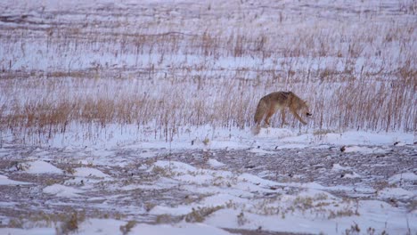 Coyote-En-Un-Campo-Abierto-Cubierto-De-Nieve