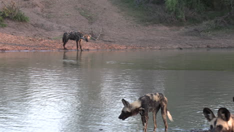 Zoom-out-shot-of-Hyena,-revealing-African-wild-dogs-in-a-small-pond-cooling-off