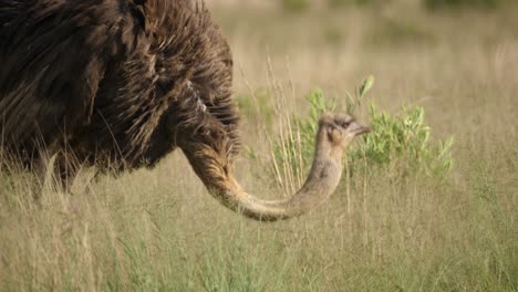 Tilt-Up-and-Down-Following-Ostrich-Head-Eating-Grass-in-African-Wilderness