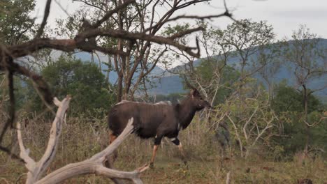 Schwenk-Nach-Rechts-Mit-Männlicher-Nyala-Antilope,-Während-Er-Durch-Afrikanischen-Busch-Trabt