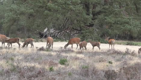 Herd-Of-Deers-Feeding-On-Arid-Grassland-On-A-Windy-Day