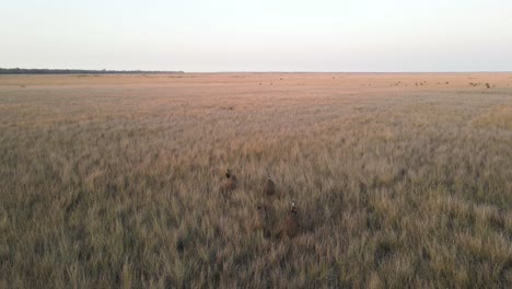 A-group-of-Emus-gather-in-a-large-open-paddock-full-of-dry-tall-grass