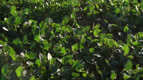 High-angle-slow-motion-pan-right-to-left-of-soy-leaves-in-a-sown-field