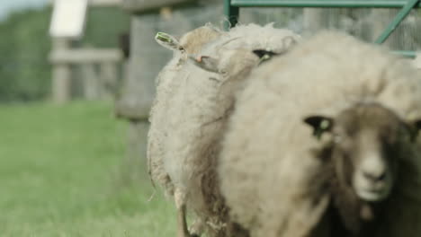 CLOSE-UP-Hilarious-slow-motion-shot-of-Ouessant-sheep-running-in-60fps
