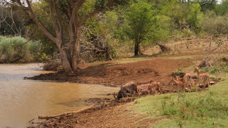 Eine-Herde-Von-Nyala-Antilopen-Trinkt-Schlammiges-Wasser-Aus-Einem-Sonnigen-Afrikanischen-Teich