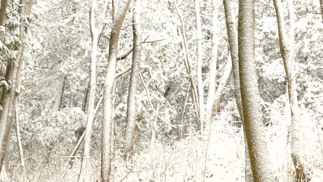 Paisaje-Forestal-En-Un-Frío-Día-De-Invierno-En-Ontario,-Canadá---Plano-Medio,-Panorámica-A-La-Derecha