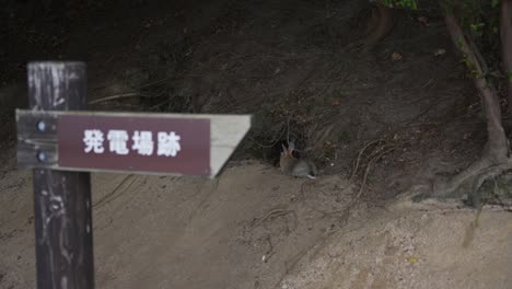 "Power-plant-Ruins"-Direction-Sign,-Okunoshima-Rabbit-Island,-Rack-Focus-Shot