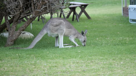 SLOW-MOTION-Eastern-Grey-Kangaroo-Grazing-On-Green-Lawn-Grass
