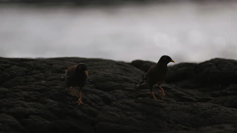 Two-black-birds-walk-together-across-volcanic-rock-in-Hawaii