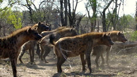 Verängstigte-Hyänen,-Die-Sich-Von-Bedrohlichen-Männlichen-Löwen-An-Der-Tötungsstelle-Zurückziehen