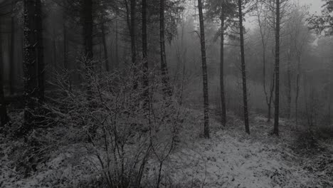 Drone-footage-of-a-frozen-forest