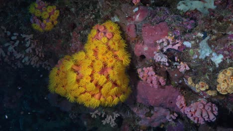 Reihe-Gelber-Gänseblümchenkorallen-An-Steiler-Korallenwand-In-Den-Tropen