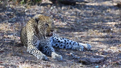 Leopardo-Descansando-Repentinamente-Alerta-Y-Gruñendo-Al-Macho-Rival