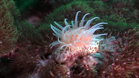 Wide-angle-of-bright-orange-sea-anemone-on-coral-reef-in-strong-current