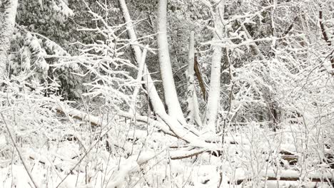 Snowfall-On-Snow-Covered-Tree-Branches-In-The-Forest-During-Winter-In-Ontario,-Canada---medium-shot,-panning-left