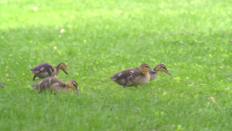 Baby-ducklings-waddle-through-the-green-grass