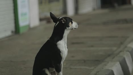 Streunender-Hund-Auf-Den-Straßen-Von-Indien,