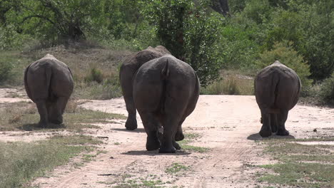 Group-of-rhinos,-seen-from-behind,-walk-on-dirt-road-in-sunlight