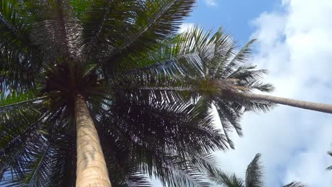 Specific-angle-view-of-palm-trees-field-on-tropical-island