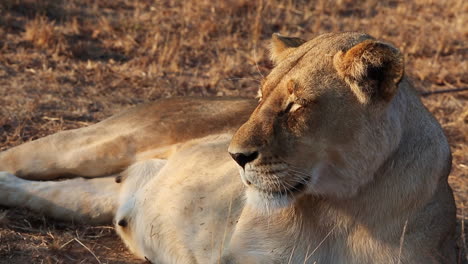 African-female-lion-basking-in-the-early-morning-sun-in-the-wild