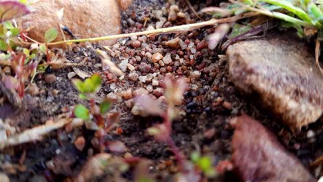 Fleißige-Ameisen-Tragen-Nahrung-Zurück-In-Ihre-Kolonie