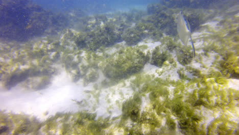 Palometa-Jack-fish-swimming-close-to-the-sandy-ocean-floor-off-the-coast-of-Aruba