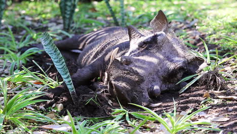 A-young-male-warthog-finds-a-shady-spot-on-the-green-grass-growing-around-a-lodge-within-the-Greater-Kruger-National-Park