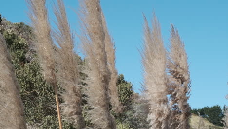 Closeup-of-a-group-of-Pampas-grass-flowers-in-slow-motion-as-the-camera-tilts-down