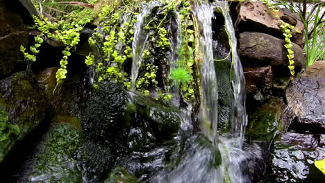 Waterfall-and-freshwater-aquatic-plants-in-frame-blended-slow-motion