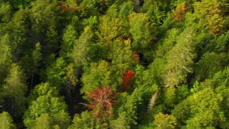 Luftaufnahmen-Eines-Abgelegenen-Waldes-Im-Orbit-Im-Norden-Von-Maine-Im-Frühen-Herbst-Von-Oben-Nach-Unten
