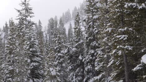 Schneebedeckte-Bäume-Auf-Einem-Berg-Im-Winter