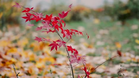 Roter-Japanischer-Ahorn-Am-Windigen-Herbsttag