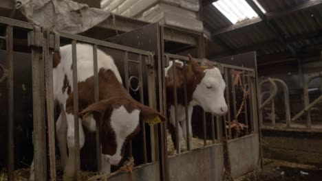 Cows-standing-in-small-cubicles