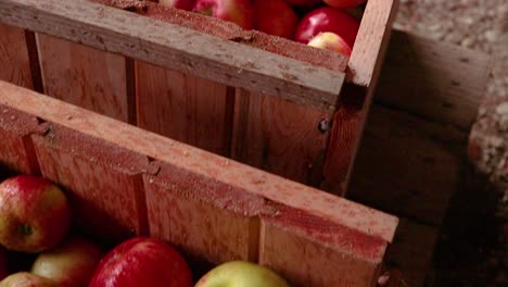 Overhead-view-of-two-crates-of-cider-apples-ready-for-pressing