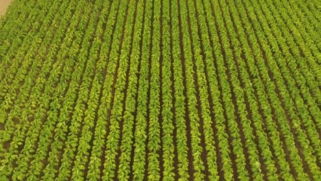 Tobacco-field-aerial-flying-over-rows