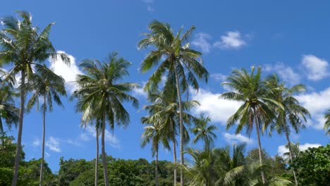 Kokospalmen-Mit-Blauem-Himmel-Auf-Der-Tropischen-Insel