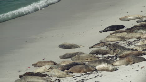 A-seal-scoots-up-the-beach-towards-other-sleeping-seals