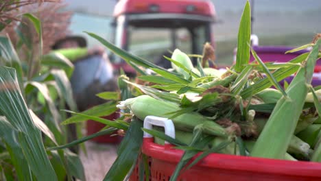 Focus-shift-from-farmer-arranging-corn-to-a-closeup-of-freshly-picked-corn-in-a-basket
