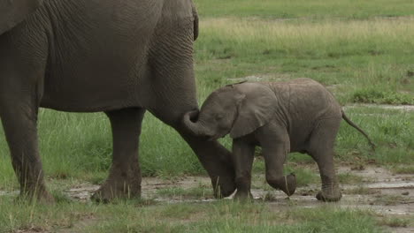 Familia-De-Elefantes-Africanos-Caminando-En-Fila-Sobre-Las-Praderas,-Amboseli-N