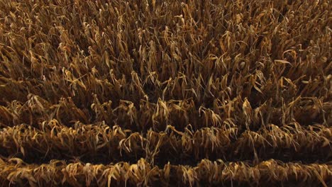 Aerial-view-of-corn-field-ready-for-harvest