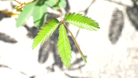Sensitive-plant-fold-its-leaf-when-being-touched