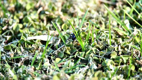 Black-widow-spider-walking-on-the-grass-and-running-away