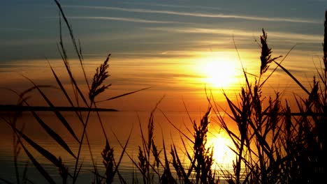 medium-wide-shot-of-golden-sunset-over-water-with-waving-grass-in-the-foreground