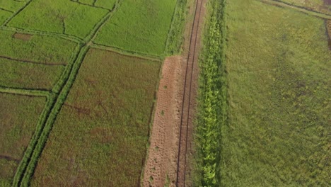 A-birds-eye-view-aerial-shot-of-train-tracks-passing-through-the-shapes-of-green-lush-rice-fields-in-Africa