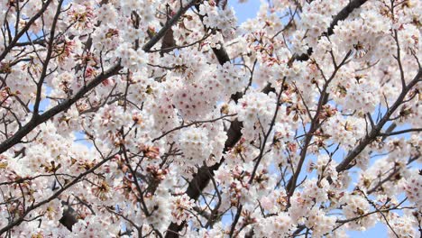 Cherry-blossom-in-full-bloom-in-Tokyo,-Japan