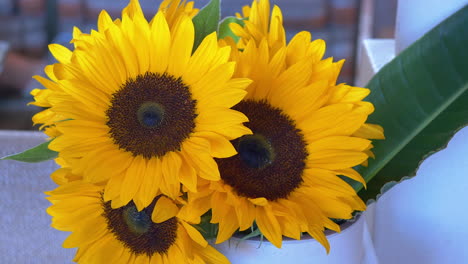 Close-up-of-Sunflowers-in-the-summer
