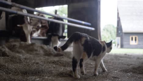 Slow-Motion-Footage-of-a-Farm-Cat-Moving-Through-Hay,-Next-to-a-Herd-of-Cows