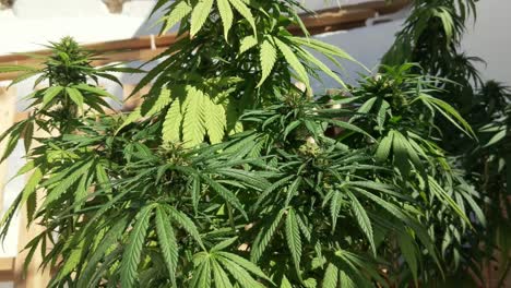 Blühende-Marihuana-Pflanzen-Beugen-Sich-Im-Wind