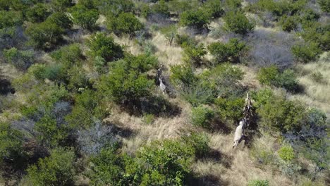 Aerial-tracking-shot-of-antelope-and-zebras-running-between-trees-in-Botswana