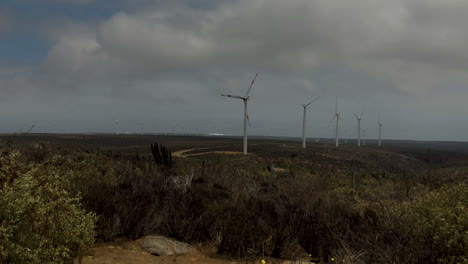 Eolic-turbines-and-vegetation